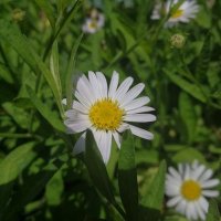 Polarisa 🐳🌟🍀🌼🌱🌙 (@polarisa_5026) 's Twitter Profile Photo Polarisa 🐳🌟🍀🌼🌱🌙 (@polarisa_5026) 's Twitter Profile Photo