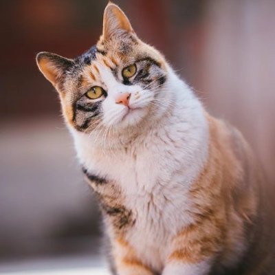 現在日本語を勉強中なので、日本語でツイートします。日本人の友達も作りたいです！😊