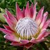 Protea (@saflowerpower) Twitter profile photo Protea (@saflowerpower) Twitter profile photo
