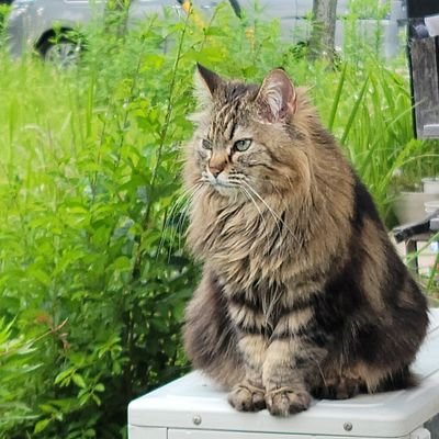 honwakadream's profile picture. 空、緑、バイク、楽器🎷、猫、放浪旅好き。❇30万㎞超えSL230乗り。🌱古民家9LDK暮らし🌱家族:ちびた😺🌱畑始めました。社会変容に併せて生き方を真剣に考える時。百年周期?!で起こる事柄を捉えながら明るく楽しく優しく乗り越えたい。少数派でいいよ😊環境宿主説、千島学説支持。無宗教を貫く人。