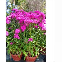 مشاتل الخيران (@ade23308) 's Twitter Profile