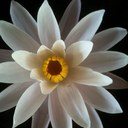 masako ota - @EsalenCranio - Twitter