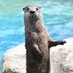 otterandhunter (@otterandhunter) Twitter profile photo otterandhunter (@otterandhunter) Twitter profile photo