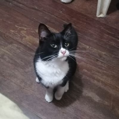 disney_shanell's profile picture. Neurodivergent girlie

|Multilingual trash|