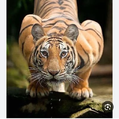 افتخر أن اتحدث باكلمه حق لمن يستحقها؟
انا لا انتمي الى اي حزب سياسي بل حزبي هو تحريربلدي اليمن من (الحوثي) ومكافح للفساد وبحث عن الحقيقة؟
(الحاله عازب)