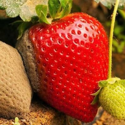 Orgasmlov's profile picture. 