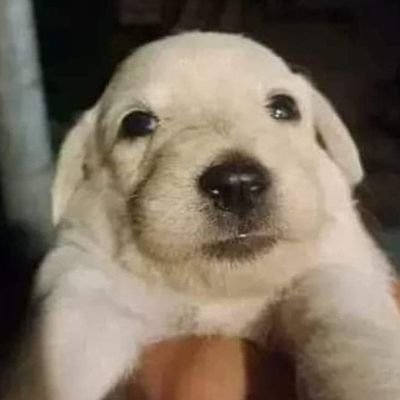 Realistica_Awe's profile picture. 