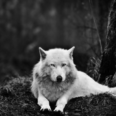 Wolf_96x's profile picture. 🤍🐺