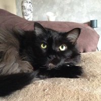 Angel Belle (@frankencat1) 's Twitter Profile