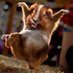 AlfredGoat | ⌘🛠️ (@alfred_go15479) Twitter profile photo AlfredGoat | ⌘🛠️ (@alfred_go15479) Twitter profile photo