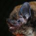 The Baltic Bat Migration Forecast (@batcastechoes) Twitter profile photo