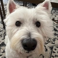 Elaine (@sevasq) 's Twitter Profile