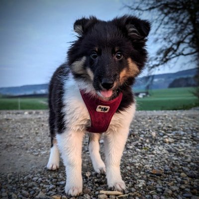 kimora13012's profile picture. 🐾 Kayla & Kimora | Sheltie sisters 🐶 | Double the fluff, double the fun! | Treat enthusiasts 🍖 | Experts in herding hearts 💕 | #SheltieLife #FurFamily