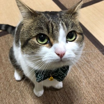 _3uq1's profile picture. ͏                              ╱|、                           (˚ˎ 。7                              |、˜〵                                     じしˍ,)ノ