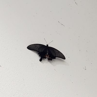 あみだくじさんのプロフィール画像