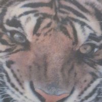 Endured_Tigermoon (@tiger_endured44) 's Twitter Profile