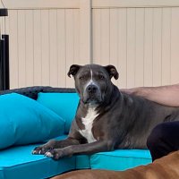 Emma (@jestpaws) 's Twitter Profile