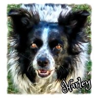 Harley & mom🐾⚾ (@twilight433) 's Twitter Profile Photo