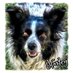 Harley & mom🐾⚾ (@twilight433) Twitter profile photo Harley & mom🐾⚾ (@twilight433) Twitter profile photo