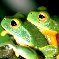 Animal Conservation (@animalconserv) 's Twitter Profile Photo Animal Conservation (@animalconserv) 's Twitter Profile Photo