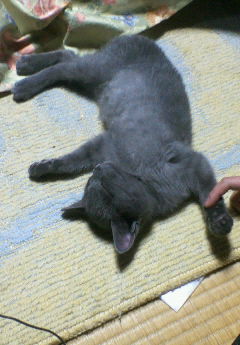 11nekota's profile picture. 貫いてる人を中心に勝手にフォローさせて頂きます。
基本独断です。宜しくお願いします。

釣りとミニ四駆とドラゴンボールが好きです。