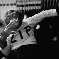 Big Chimpin’ (@chimp_hq) 's Twitter Profile