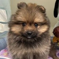 モグヲ꒰՞◕ﻌ◕︎︎՞꒱ (@h_m79) 's Twitter Profile