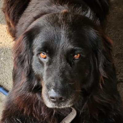 diogodelima610's profile picture. Tô aqui