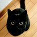 Her Highness, Empress Krissy 👑 (@missmeowmeow42) Twitter profile photo Her Highness, Empress Krissy 👑 (@missmeowmeow42) Twitter profile photo