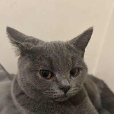 realmimicoin's profile picture. The British Shorthair cat on Solana who is intelligent, laidback and cuddly.