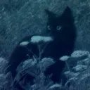 1xdank's profile picture. 5x radiant crypto thrower ~700rr peak