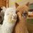 0528alpaca