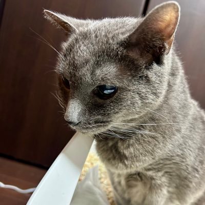 小説家 『宮廷神官物語』『猫とメガネ』『妖琦庵夜話』『先生のおとりよせ』『交渉人は黙らない』『永遠の昨日』『賢者とマドレーヌ』『夏の塩』などなど170冊ほど。 お仕事窓口edayuuri.manager@gmail.com