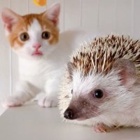も&もちもな (@m____o) 's Twitter Profile Photo も&もちもな (@m____o) 's Twitter Profile Photo