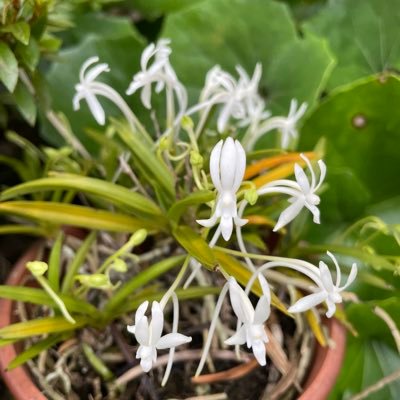 万博通期パス/編み物含む手芸あれこれが好きな主婦/日本手芸普及協会員/かぎ針編み講師/棒針編み指導員/肩書き倒れ/無言フォロー失礼します/アイコンはお庭のフウラン