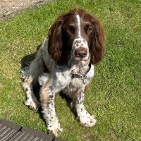 wull (@faddeswilliam) 's Twitter Profile