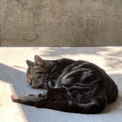 hamusama03's profile picture. 始めてみました。まぁ、気まぐれ屋です😊 仲良くしていただけたら嬉しいです