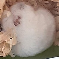 ミュー (@w6jjcaqvqyggbdl) Twitter profile photo