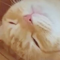 あんこ (@anko_ca) 's Twitter Profile Photo あんこ (@anko_ca) 's Twitter Profile Photo