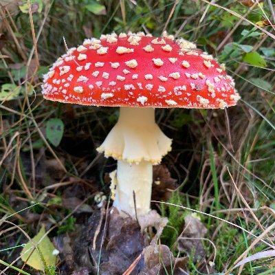 amanita_10's profile picture. 