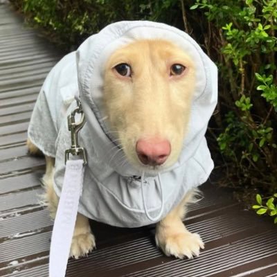 CExilityy1's profile picture. Hello. This is a gym account. Bench: 215 lbs Squat: 275 lbs, Deadlift: 355 lbs, Snatch and Press: 160 lbs (17) Writing account @ErmmmWhaaa