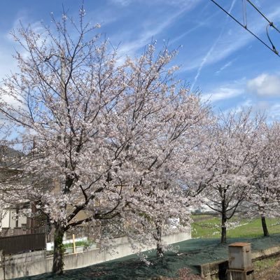 さくらさんのプロフィール画像