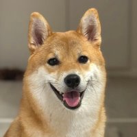 芝犬です。 sddefault.jpg