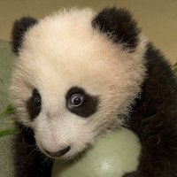 Guten Meta Tag (@prasadpras43789) 's Twitter Profile
