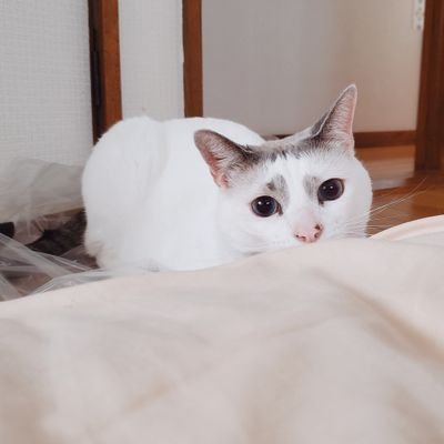 ktktn26's profile picture. 96.
猫とコスメと編み物が好き