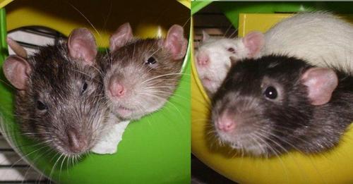 We know everything there is to know about being a rat!