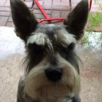 R6Fighter (@r6fighter_) 's Twitter Profile