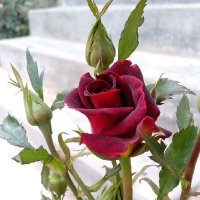 Npari (@npari27) 's Twitter Profile