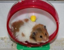 poiraziwhosid's profile picture. テルマちゃんって本当に歌うまいですよね！あのぐらい歌うまかったら私も歌手になれたかなー…