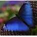 martinabutterfly (@martafarasha77) Twitter profile photo martinabutterfly (@martafarasha77) Twitter profile photo